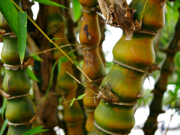 istock Closeup to Yellow bamboo 1067659244
