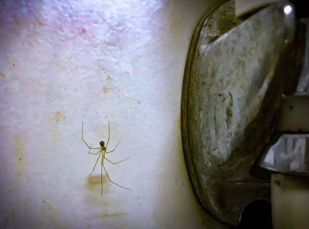 istock Horrifying spider, web and shower with dehaze effect in in the bathroom 1067659508
