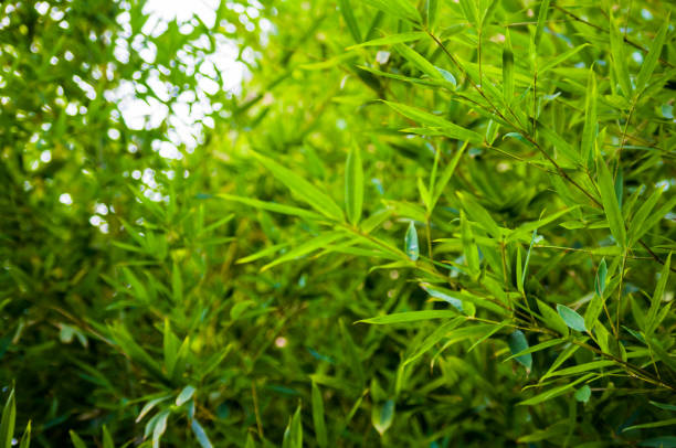 istock leaves and trunks of young bamboo on a dark background 1067664458