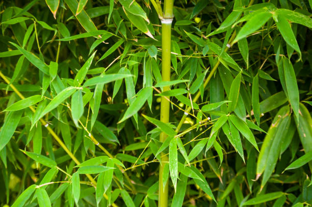 istock leaves and trunks of young bamboo on a dark background 1067664500