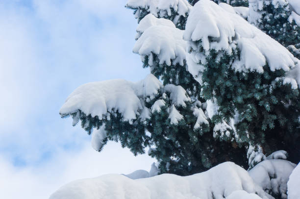 istock Green fluffy fir tree branch in the snow 1067668028