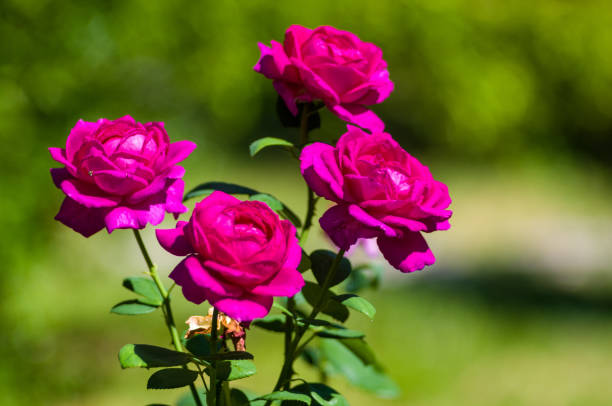 istock Purple Rose flower. Nature. close up, selective focus 1067668582