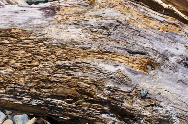 textura de madera, lavado para arriba por el mar - driftwood beach wood macro fotografías e imágenes de stock