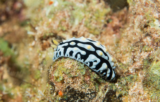 istock scuba, diving, starfish, coral, eels 1067672482