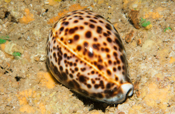 istock scuba, diving, starfish, coral, eels 1067672702