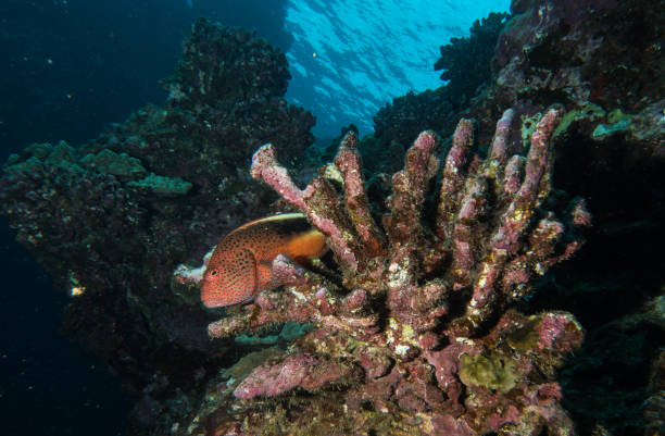 istock scuba, diving, starfish, coral, eels 1067672714