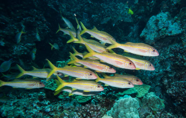 istock scuba, diving, starfish, coral, eels 1067672726