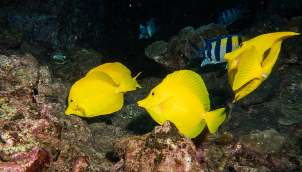 istock scuba, diving, starfish, coral, eels 1067672762