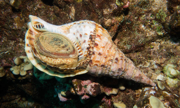 istock scuba, diving, starfish, coral, eels 1067672764