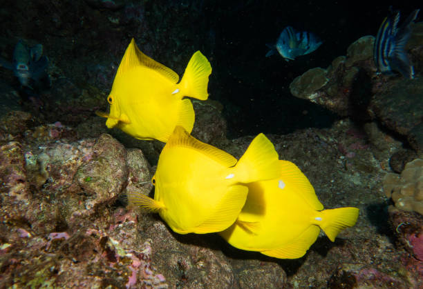 istock scuba, diving, starfish, coral, eels 1067672826