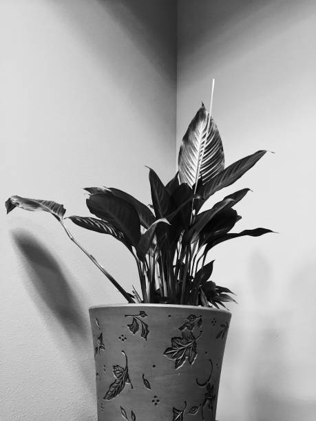 istock A beautiful plant in Black & White 1067674718
