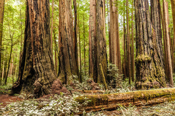 istock Redwood National Forest 1067677692