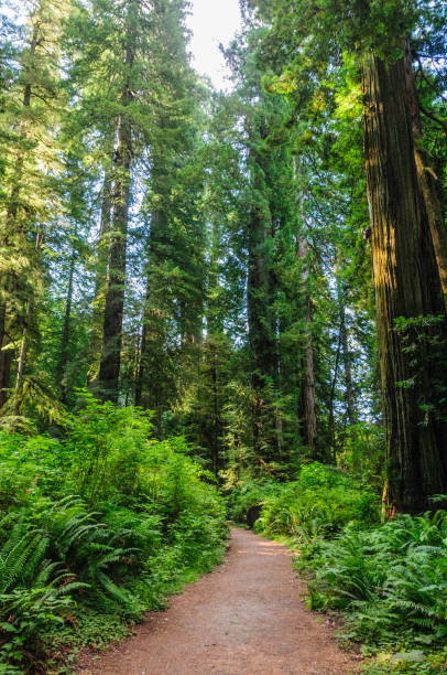 istock Redwood National Forest 1067677808