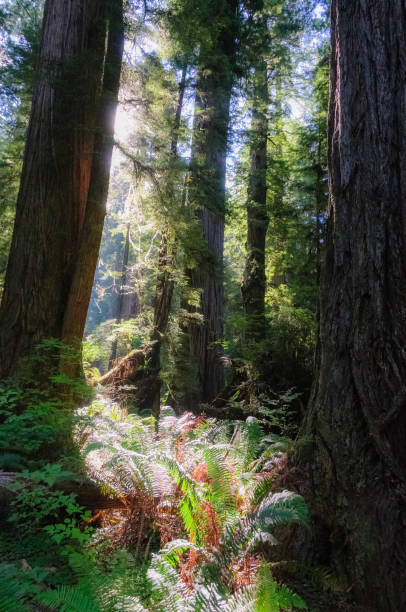 istock Redwood National Forest 1067677898