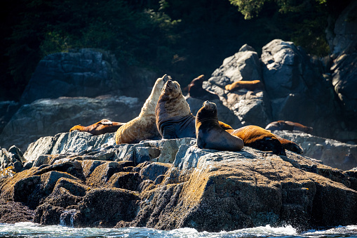 Sea lions on the coast of British Columbia