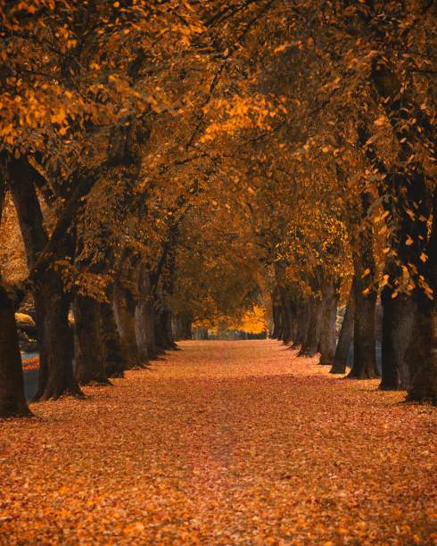 istock Tunnel of foliage 1067679810