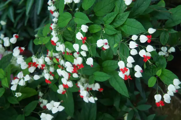 Photo of Clerodendrum thomsoniae or bleeding glory-bower or bagflower or bleeding-heart vine evergreen liana  white and red flowers