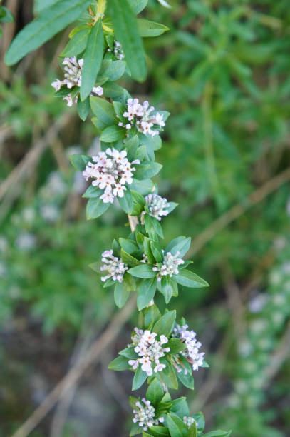 istock Buddleja alternifolia or alternate-leaved butterfly-bush plant 1067681170