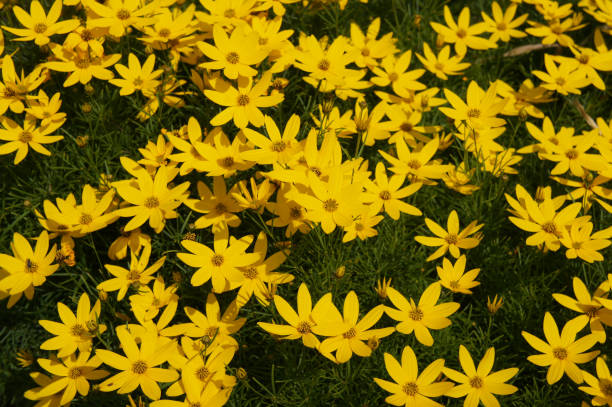 istock Coreopsis verticillata zagreb many yellow flowers 1067681276