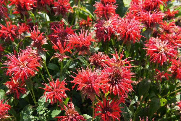 rouge beebalm ou monarda didyma herb - beebalm photos et images de collection