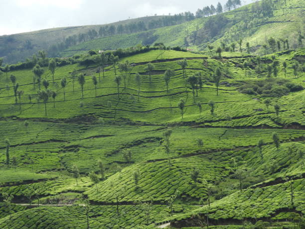 istock Green tea plantations with scenic landscapes 1067681300