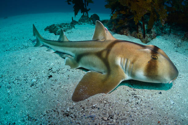 120+ Requin Dormeur De Port Jackson Photos, taleaux et images libre de