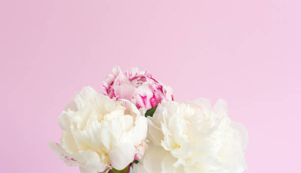 istock White and pink peonies on pink background 1067682110