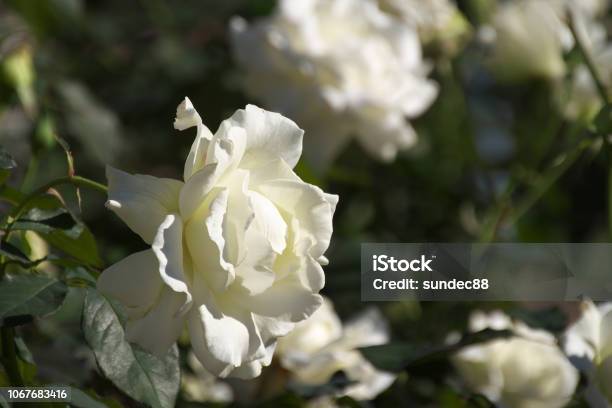 Flower Stock Photo - Download Image Now - Autumn, Beauty In Nature, Close-up