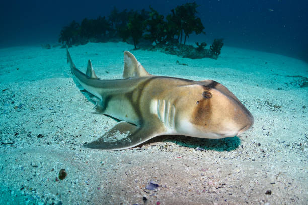 Port Jackson Shark, New South Wales, Australia. stock photo