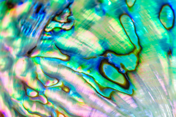 istock Close up multicolour texture background of paua shell, haliotis iris or Abalone shell 1067694562