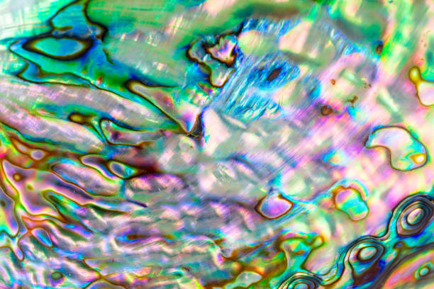 istock Close up multicolour texture background of paua shell, haliotis iris or Abalone shell 1067694576