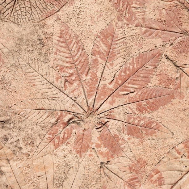 istock marks of leaf on the concrete 1067699176