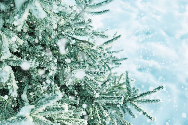 istock Winter background with frosty fir branches, copy space on right.  Falling snow. 1067701700