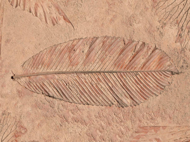 marcas de la hoja sobre el hormigón - fossil leaves fotografías e imágenes de stock