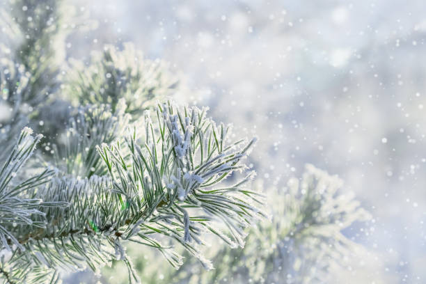 istock Pine branches with needles covered with hoarfrost on  frosty day. Winter background. Falling snow. 1067701964