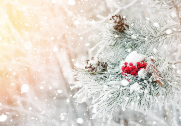 red frozen rowan on  branch of pine. - christmas winter sunset snow imagens e fotografias de stock