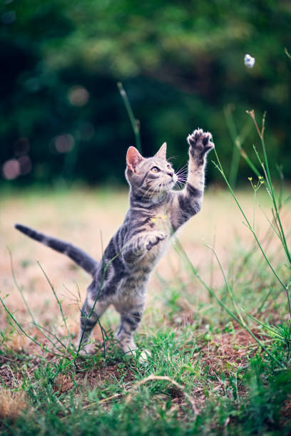 Little cat playing in the garden.