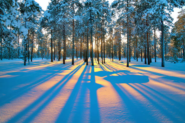 Sunset in winter forest stock photo