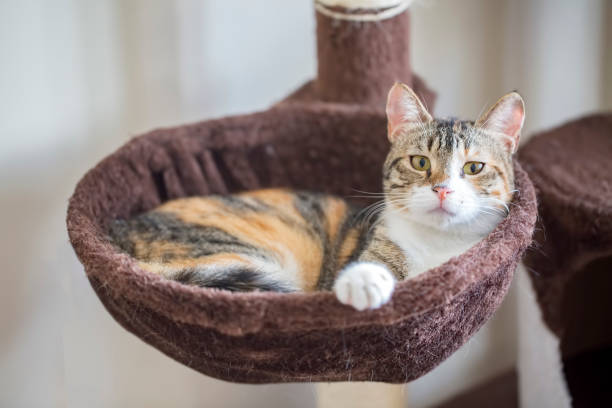 istock Pet animal; cute cat indoor 1067703202