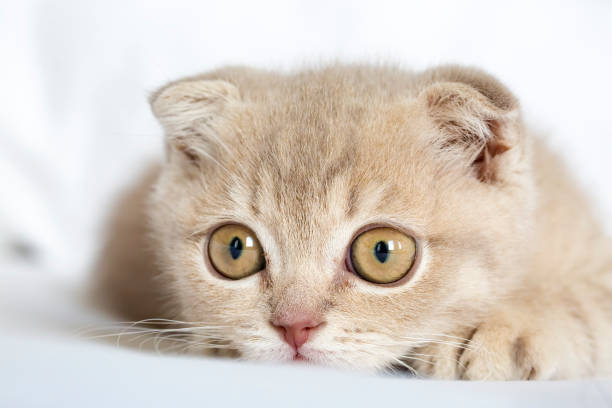 pet animal; cute cat indoor - 5934 imagens e fotografias de stock