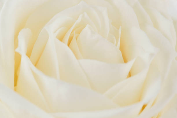 istock One white rose close-up. Macro photo, beautiful  floral background. 1067706832
