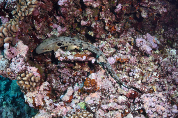 istock Epaulette Shark, Great Barrier Reef, Australia 1067707328