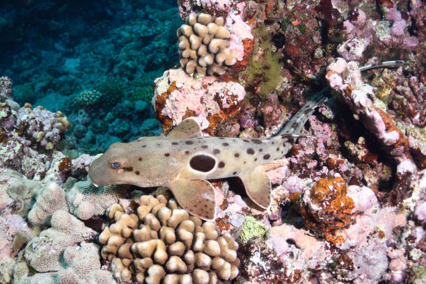 Epaulette Shark, Great Barrier Reef, Australia stock photo