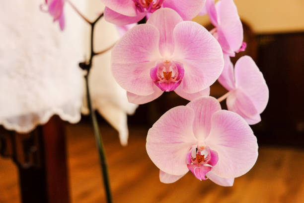 istock Closeup of beautiful orchid. 1067707652
