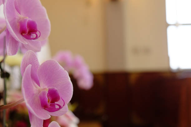 istock Closeup of beautiful orchid. 1067707926