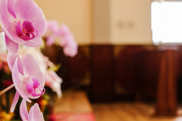 istock Closeup of beautiful orchid. 1067707952
