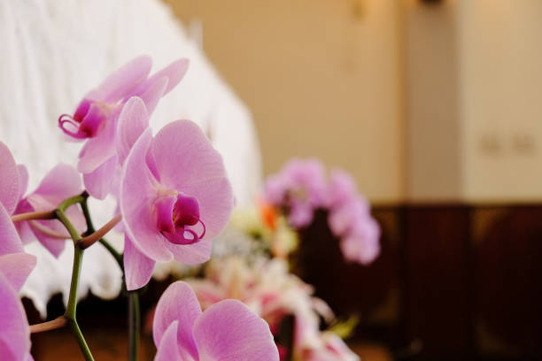 istock Closeup of beautiful orchid. 1067708000
