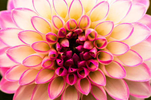 istock The art of nature 1067708152