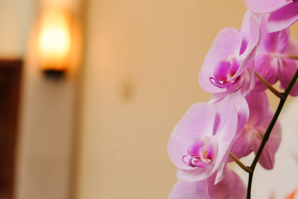 istock Closeup of beautiful orchid. 1067708238
