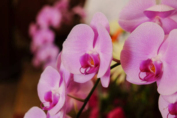 istock Closeup of beautiful orchid. 1067708258